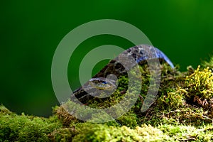 Porthidium nasutum, Rainforest Hognosed Pitviper, brown danger poison snake in the forest vegetation.