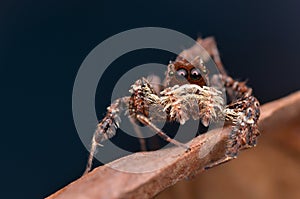 Beautiful Portia jumping spider photo