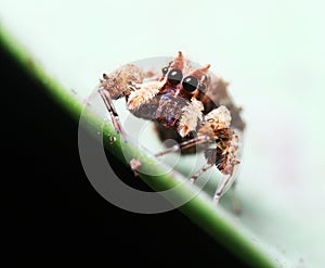 Portia Spider