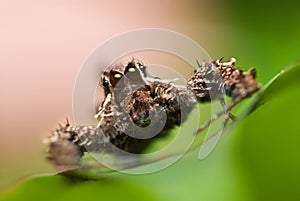 A Portia spider photo