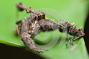 A Portia spider photo