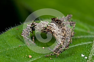 Portia spider photo