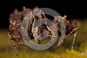 Portia spider - smartest spider in the world