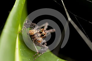 Portia spider - smartest spider in the world photo