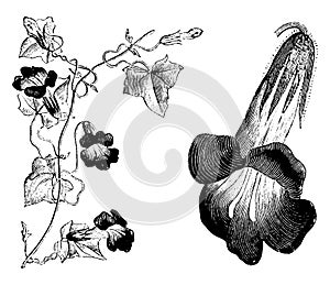 Portion of Flowering Stem and Detached Flower of Maurandya Barclayana vintage illustration