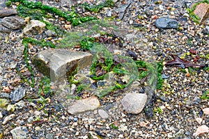 A portion of fresh seaweed