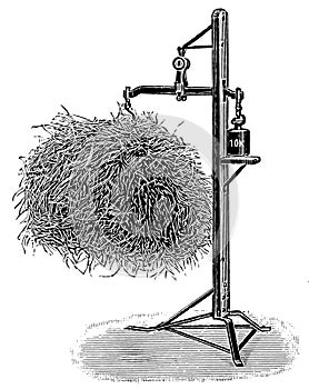 Portion scale for roughage. photo
