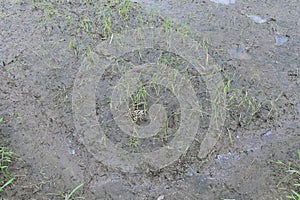 Portion of a wet mud of a rice field with the weaken young rice plants