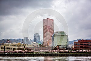 Portland Downtown with cherry blossom