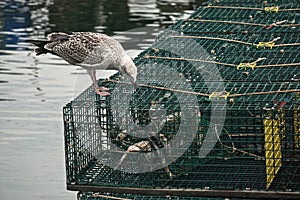 Portland, Maine, USA: A juvenile herring gull tries to get bait fish out of a lobster trap