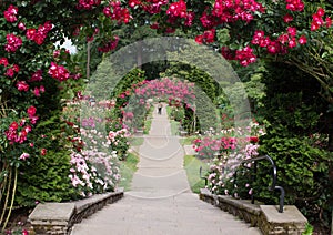 Portland Oregon rose garden