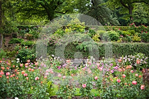 Portland Oregon rose garden