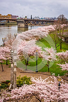 Portland waterfront with cherry blossom