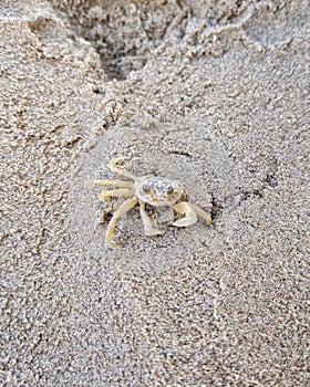 Porto de galinhas siri praia Pernambuco