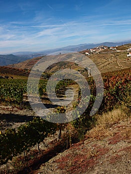 Porto wine region vineyards landscape