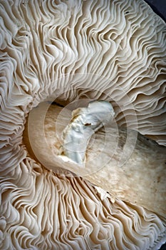 Portobello mushroom as seen from underneath