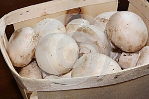 Portobello mushroom or cultivated mushroom