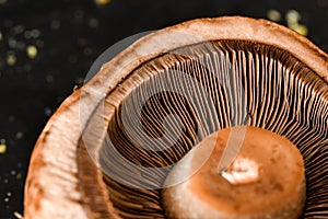 Portobello Mushroom gills