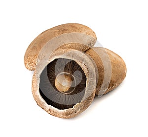 Portobello mushroom, portabella or portobella isolated on white photo