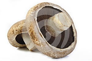 Portobello mushroom photo