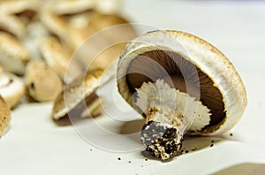 Portobello Mushrooms.