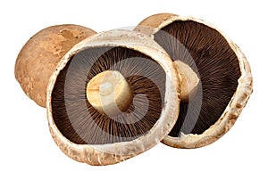 Portobello Mushrooms photo