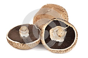 Portobello Mushrooms on White photo