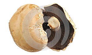 Portobello mushrooms on white