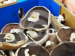 Portobello / Portabella Mushrooms photo