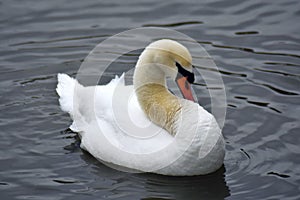 Portraif of ahite swan on water