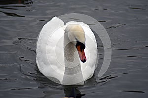 Portraif of ahite swan on water