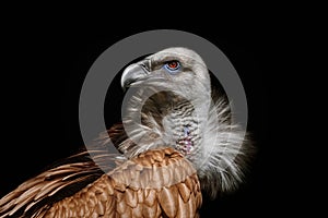 Portraif of himalayan griffon vulture