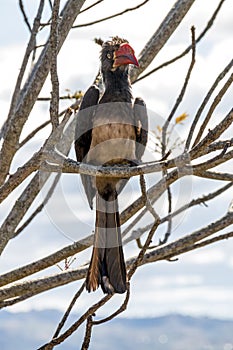 Portrail of Crowned Hornbill Bird Perched on Branch