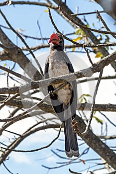 Portrail of Crowned Hornbill Bird Perched on Branch