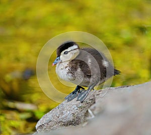 Wood duck duckling resting at lakeside