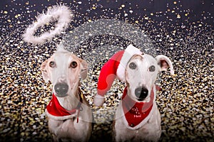 A portrait of 2 galgos one with a santa hat and one with a halo on her head