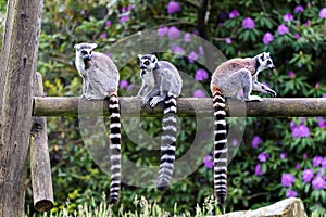 A portrait of 3 ring tailed lemurs sitting on a wooden beam in a zoo. the animals are looking around. the mammals are very cute