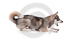 Portrait of a 6 month old Siberian Husky lying down