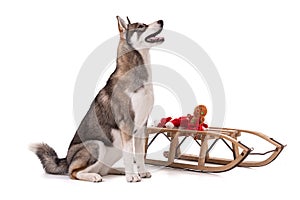 Portrait of a 6 month old Siberian Husky with a sleigh at Christmas time