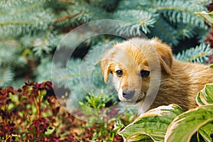 Portrait of an abandoned homeless dog puppy with a sad look. Sad puppy. Selective focus