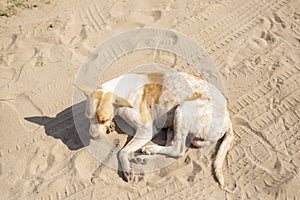 Portrait from above of an abandoned dog sitting on the sand of a beach