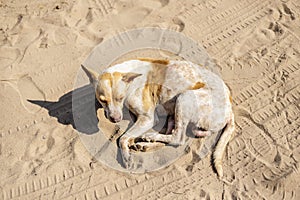 Portrait from above of an abandoned dog sitting on the sand of a beach
