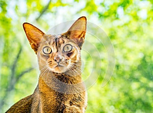 Portrait Abyssinian cat