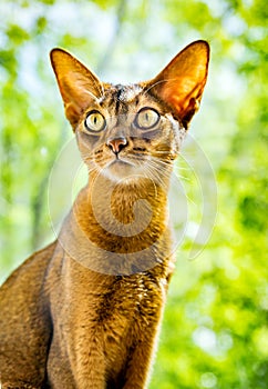 Portrait Abyssinian cat