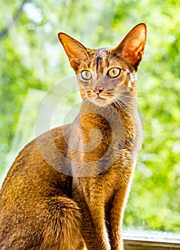 Portrait Abyssinian cat