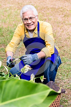 Portrait of active Asian elderly man smiling while pruning green