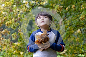 Portrait  Active kid holding autumn leaves ready to thow in the air, Happy child playing under the big tree, Cute little boy photo