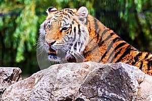 A portrait of an active siberian tiger lying behind a rock looking for some prey. The predator animal is a big cat and has an