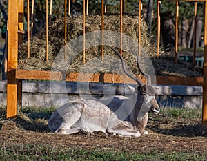 Curved horned antelope Addax Addax nasomaculatus It is listed a critically endangered species