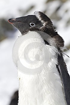 Portrait of Adelie penguins moult adult sunnyday